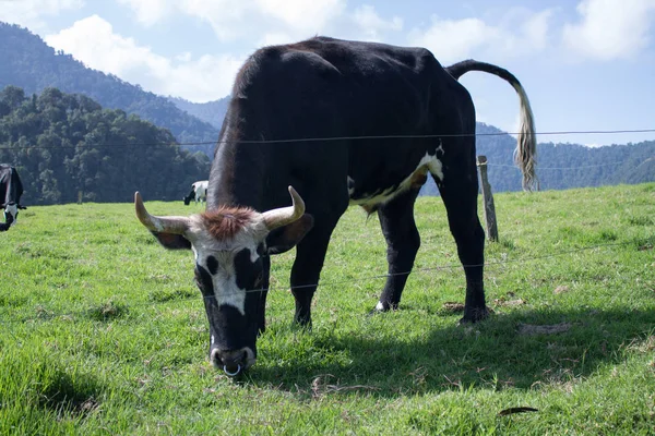 Kolombiyalı dağlardaki inek