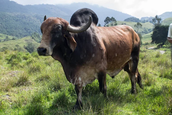 Zebu inek Kolombiyalı dağlar üzerinde