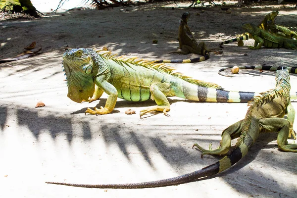 Fantastiska Iguana i Johnny Cay Island - Colombia Royaltyfria Stockbilder