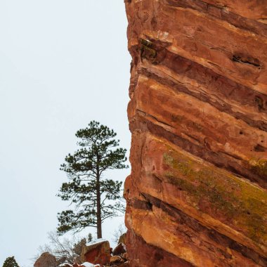 Çam ağacı Redrocks içinde