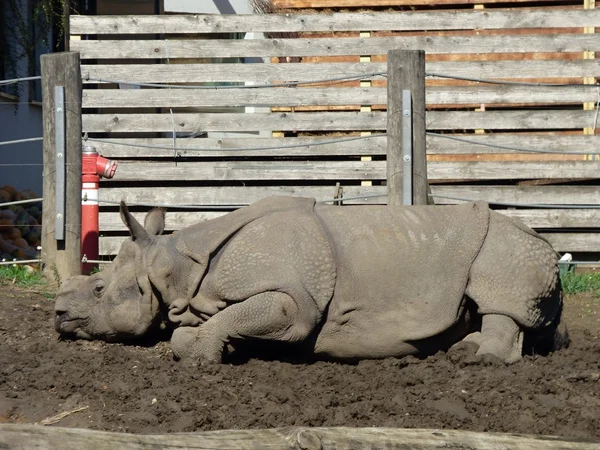 Rinoceronte se encuentra en el barro —  Fotos de Stock