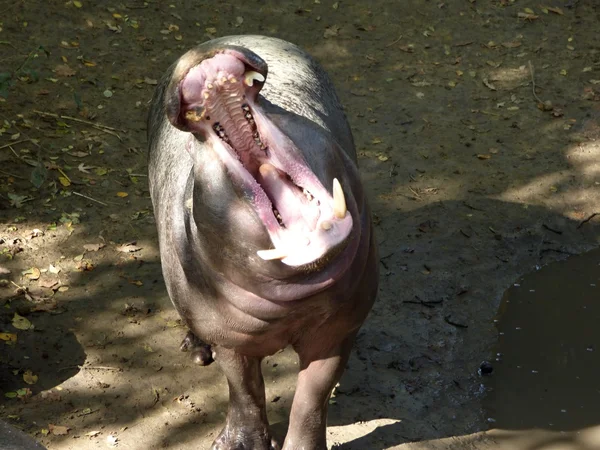 Зевает бегемот, зоопарк — стоковое фото