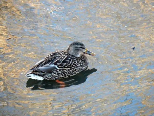Canard femelle dans la rivière-Stock Photos — Photo
