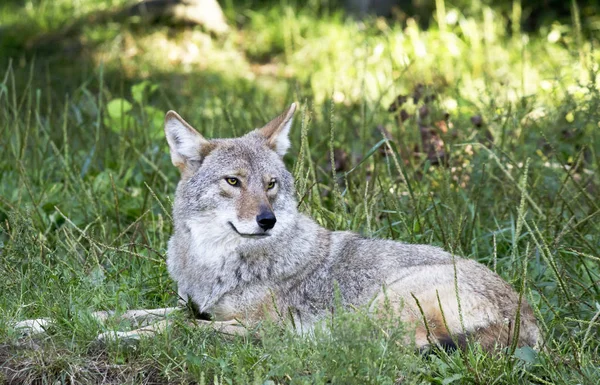 çim-Stok Fotoğraflar döşeme
