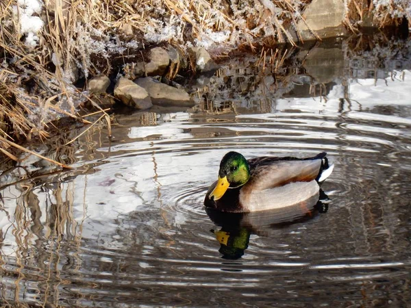 Canard colvert sur la rivière-Stock Photos — Photo