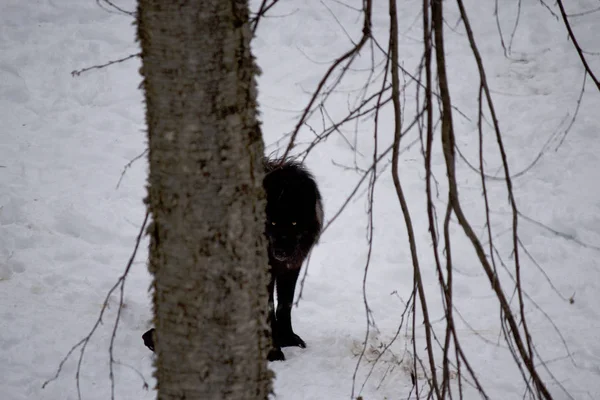 Schwarzer Wolf hinter einem Baum. — Stockfoto
