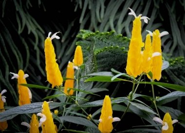 Montreal Botanik bahçe-Stok Fotoğraflar lolipop Çiçekler