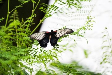 Lowi Swallowtail kelebek bir bitki-Stok Fotoğraflar