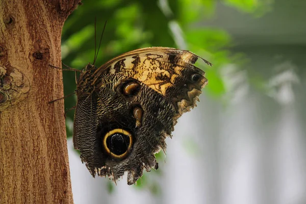 Forest Giant Owl Butterfly-Stock Photos