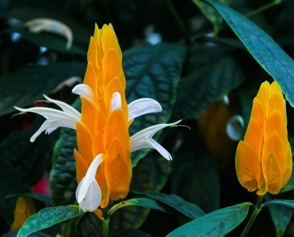 Montreal Botanik bahçe-Stok Fotoğraflar lolipop Çiçekler