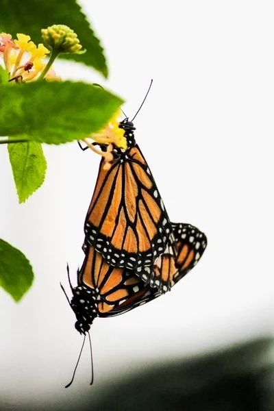 Matting Monarch Butterfly-Stock Photos