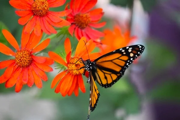 Monarch butterfly on a flower-Stock Fotos — Fotografia de Stock