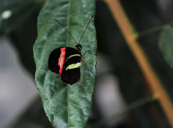 Μικρό ταχυδρόμος πεταλούδα σε ένα φύλλο-φωτογραφίες — Φωτογραφία Αρχείου