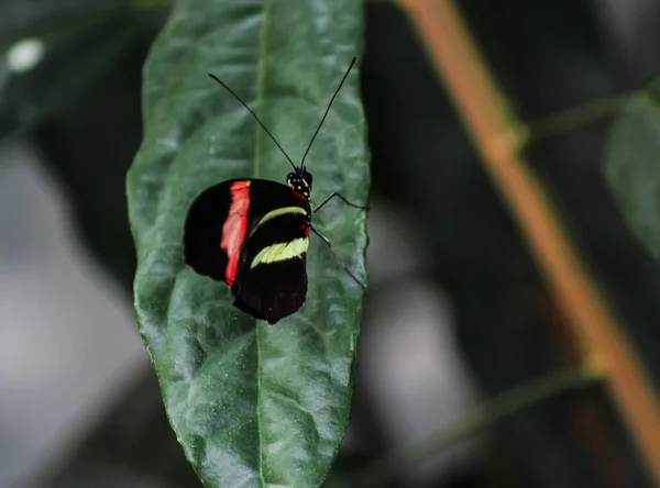 Little Postman Butterfly on a leaf-Stock Photos