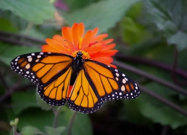 Monarchfalter auf einem orangefarbenen Blumenstock Fotos — Stockfoto
