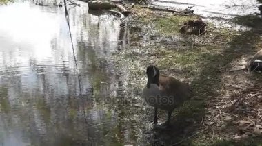 Kanada kazlar ve bebekler