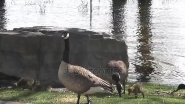 Kanada kazlar ve bebekler