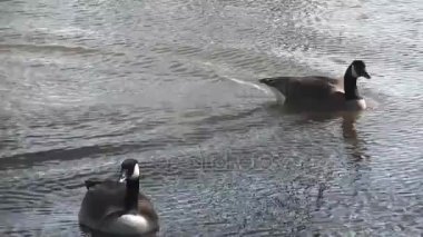 Kanada kazlar ve bebekler