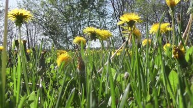 Dandelions yukarıdan görünümünü yakın çekim