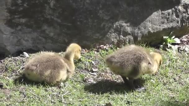 Gansos y bebés canadienses — Vídeo de stock