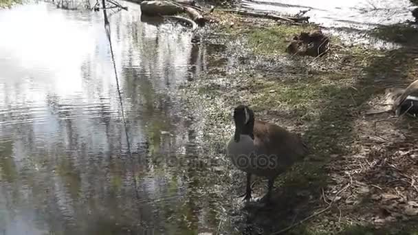 Kanadyjskie gęsi i dzieci — Wideo stockowe