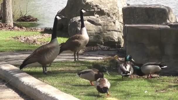 Kanadyjskie gęsi i dzieci — Wideo stockowe