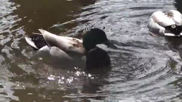 Маллардські качки на річці — стокове відео