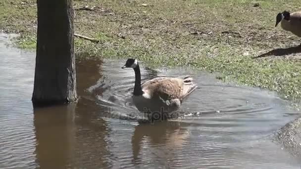 加拿大鹅和婴儿 — 图库视频影像