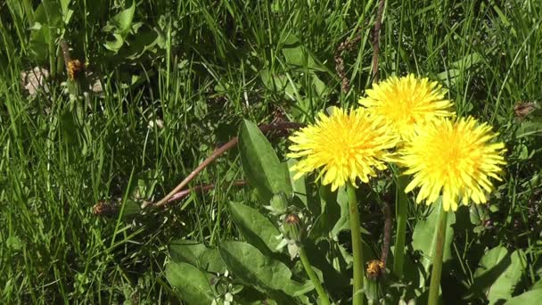 Drei Löwenzahne auf einem Feld mit einer Biene. — Stockvideo