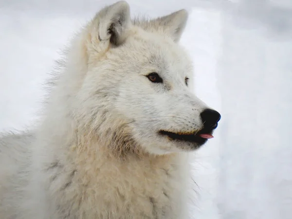 Lobo ártico a espetar a língua para fora — Fotografia de Stock