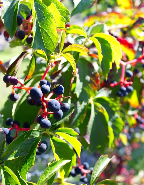 Piccolo insetto su un frutto — Foto Stock