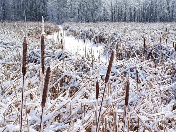 Bullrush или корндог зимой — стоковое фото