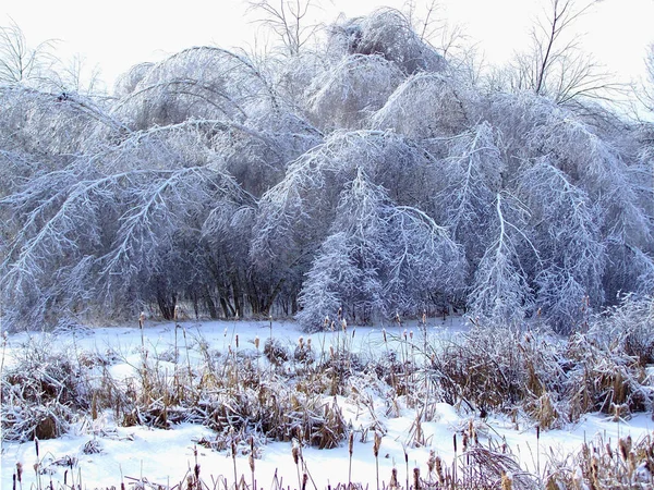 Verglaste Äste nach Wintersturm, Schnee und gefrorenem Regen, Eiszapfen — Stockfoto