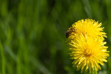 Arı nektarı-Stock Photos, karahindiba dolu bir tarih