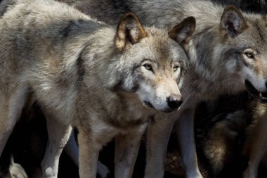 Ormanda iki kurt var.