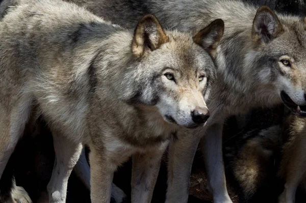 Ormanda iki kurt var.