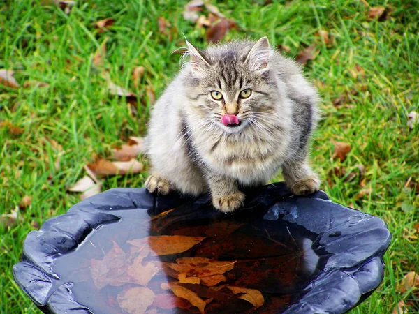 Wildkatze trinkt Wasser im Vogelbad — Stockfoto