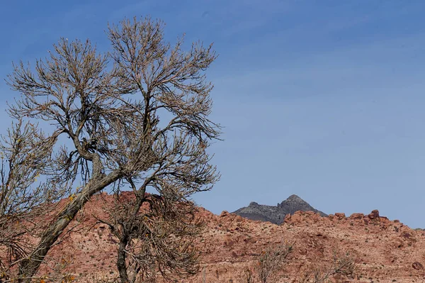 Tree without leaves in Red Rock Canyon — Stock Photo, Image