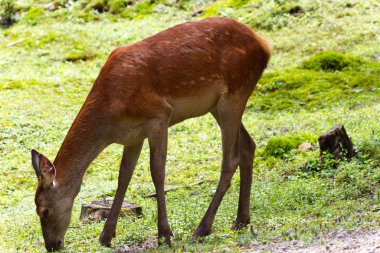 Çim-Stock photos yeme genç dişi geyik