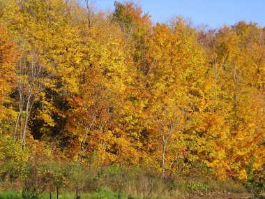 Ağaç altın kaplı ve turuncu sonbahar, sonbahar-Stock Photos bırakır