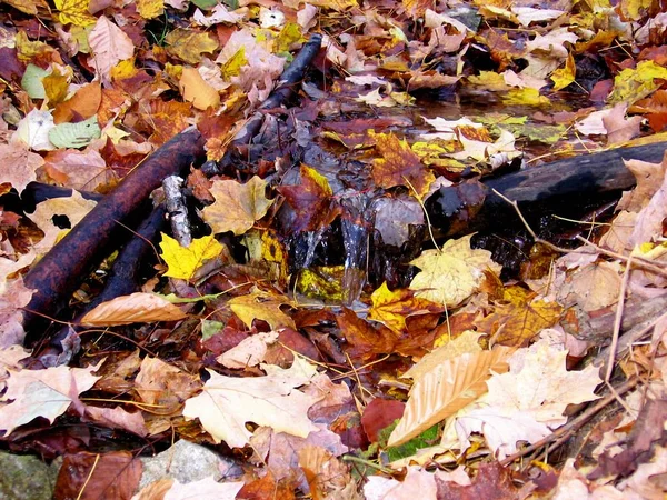 Küçük akışı kayaların geçen yaprakları sonbahar-Stock Photos renkleri ile kaplı.