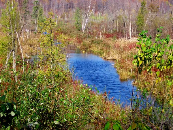 푸른 숲과가 사진의 다른 색상으로 잎에 물과 작은 강 — 스톡 사진