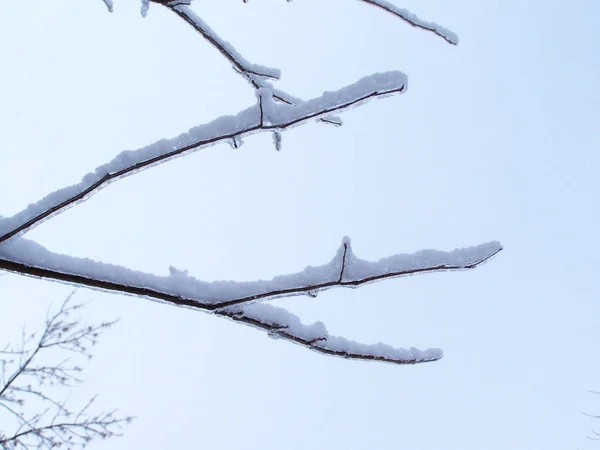 Крупный план ветвей, покрытых ледяными фотографиями — стоковое фото