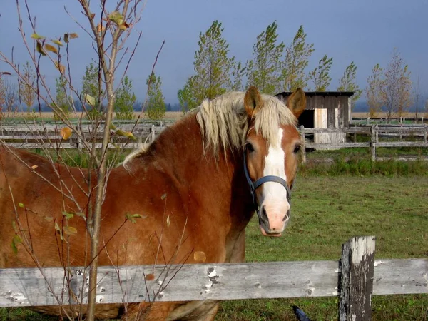 Butterscotch cavalo colorido — Fotografia de Stock