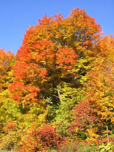 Barvy podzimu během Babí léto Stock Fotky — Stock fotografie
