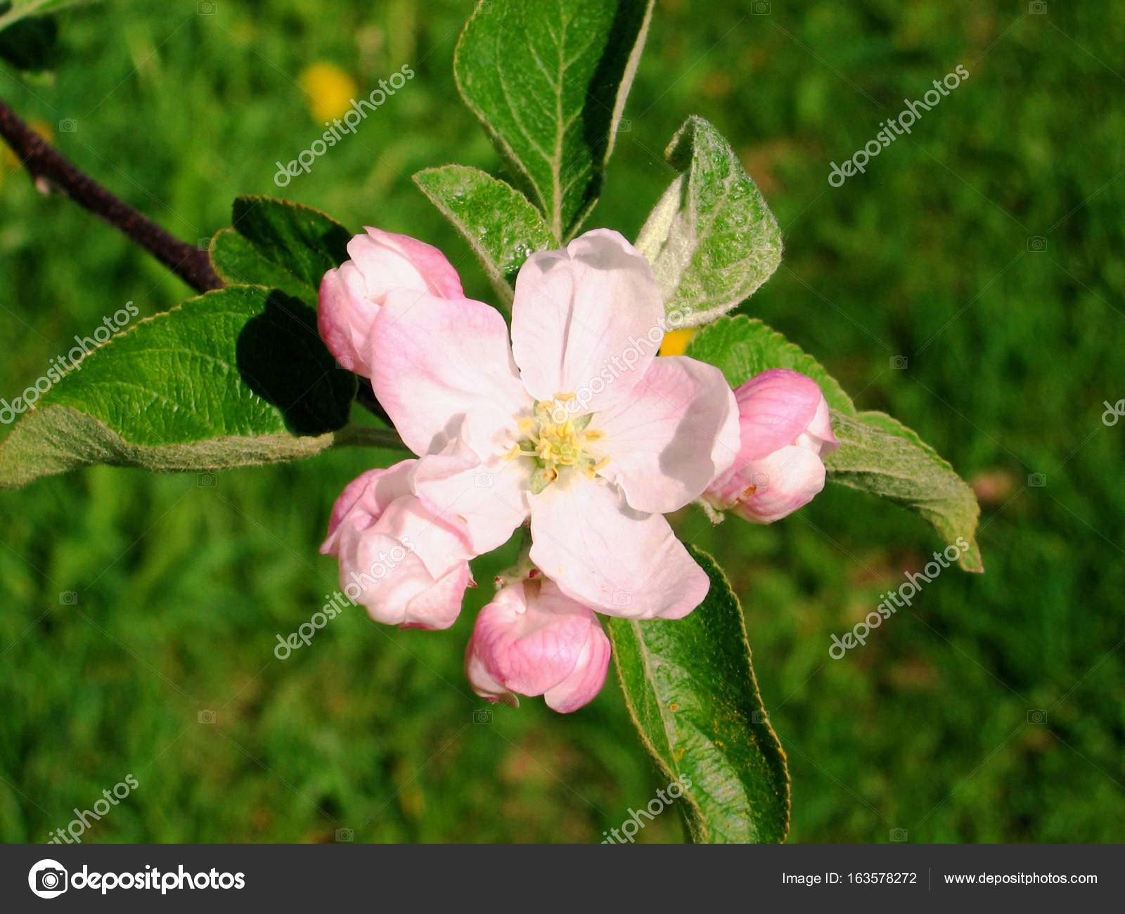 Single Pink apple tree flower — Stock Photo © sacajawa60 163578272