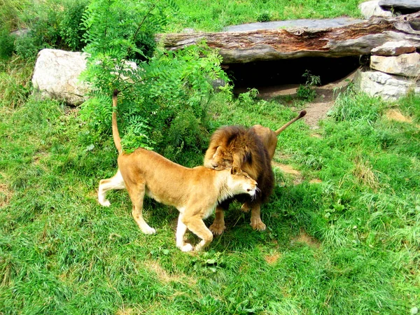 Birkaç yetişkin aslanın birbirlerini kucaklayan