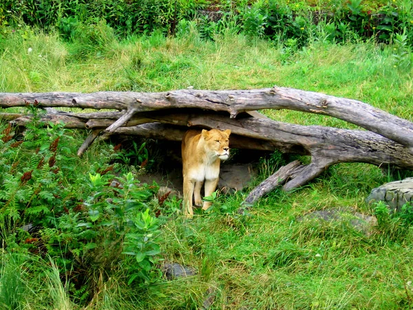 Lion femelle adulte debout à l'entrée de sa tanière . — Photo