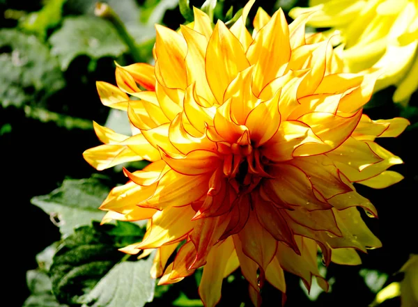 Цветок Далии с жёлтыми лепестками и красными линиями — стоковое фото