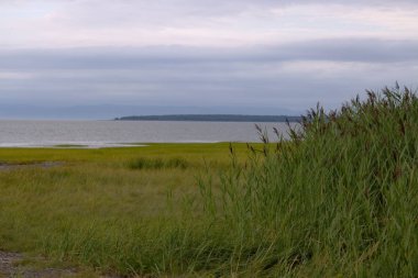 Waterscape bulutlu ve sisli bir gün yeşillik ile 